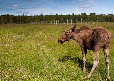 Tag along to Gårdsjö Älgpark, and hang out with the moose in their natural habitat